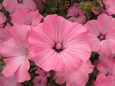 今日の言葉：マザーテレサ