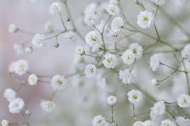 今日の言葉：スティーブ・ジョブズ