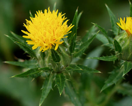 今日の言葉：ゲーテ