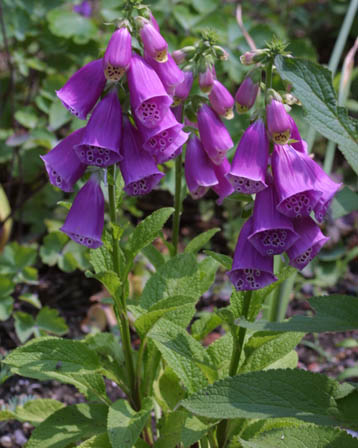 今日の言葉：アレックス・ロビラ