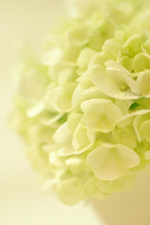 今日の言葉：バーバラ・デ・アンジェリス