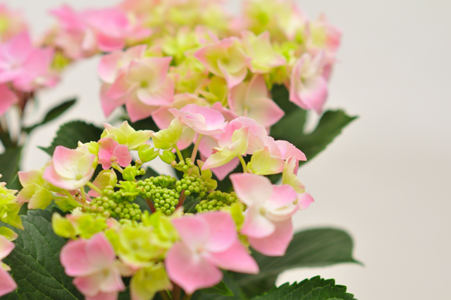 今日の言葉：スティーブジョブズ