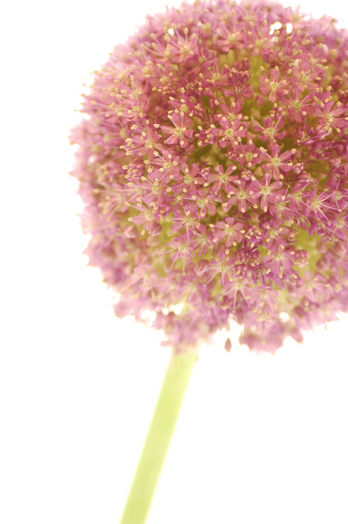 今日の言葉：渡辺和子