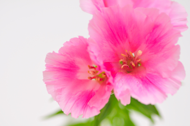 今日の言葉：ドイツのことわざ