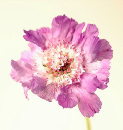 今日の言葉：エマーソン