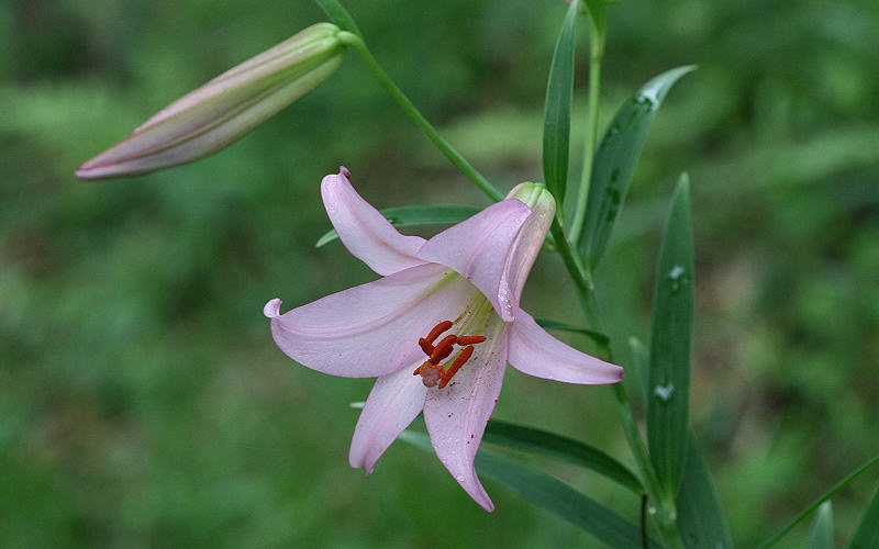 今日の言葉：ベンジャミン・フランクリン
