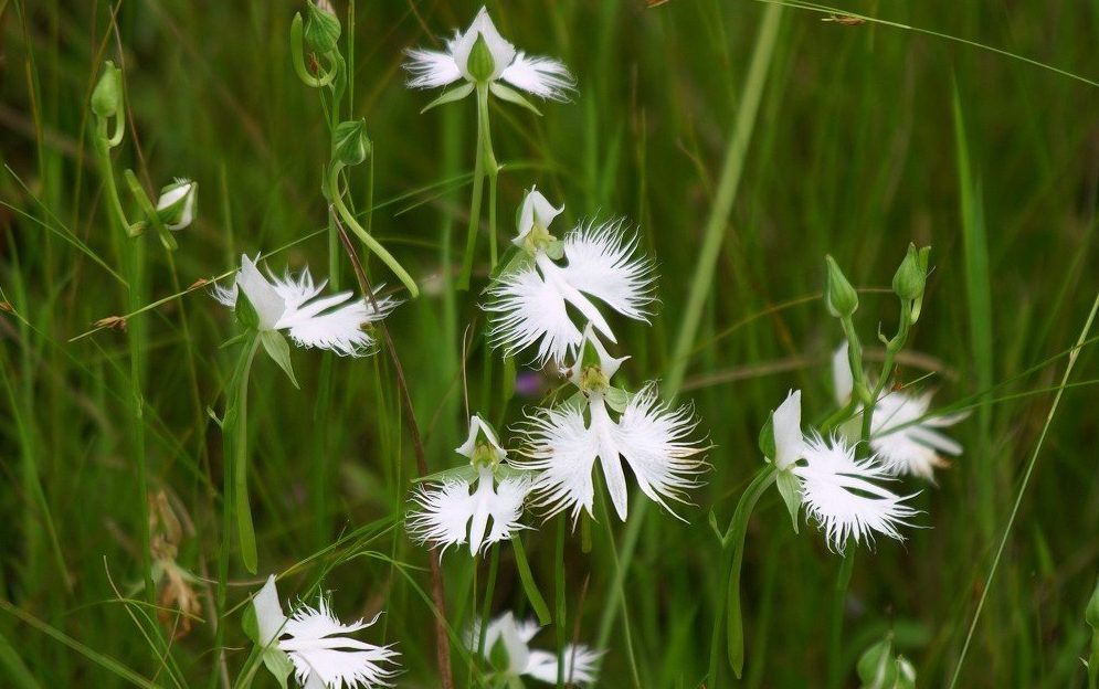 今日の言葉：武者小路実篤