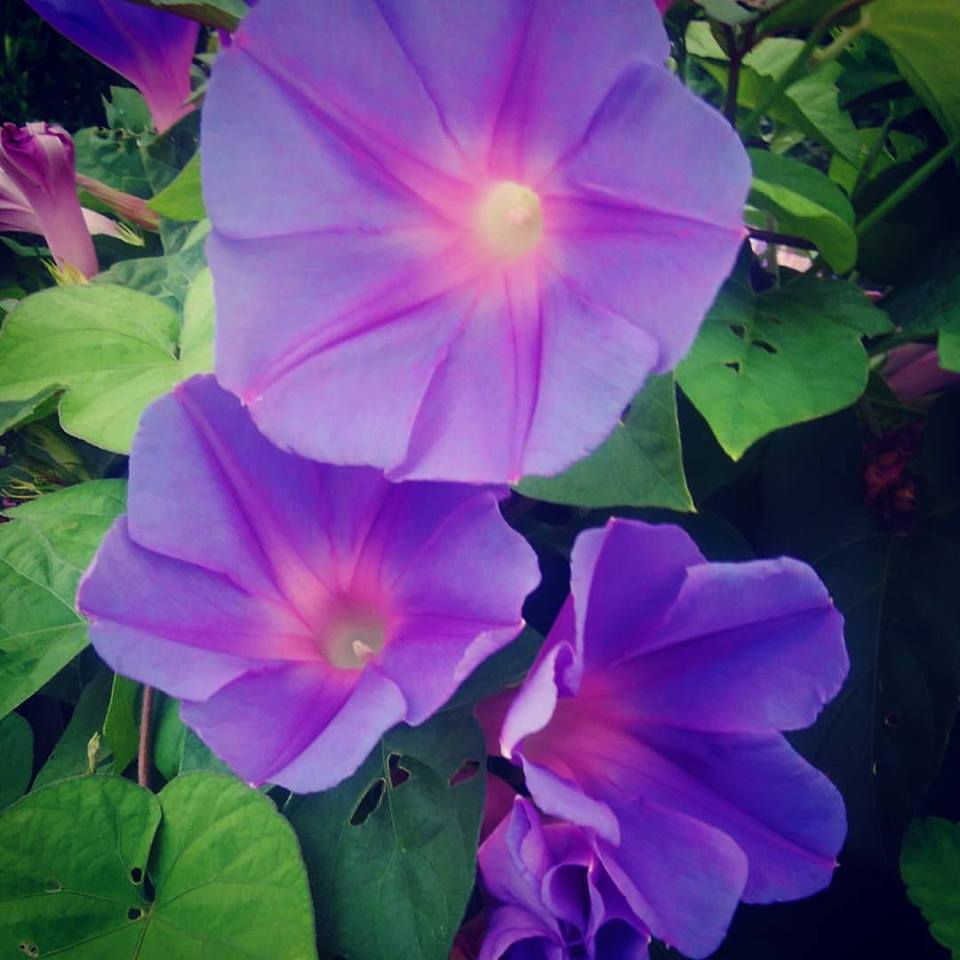 今日の言葉：ココシャネル