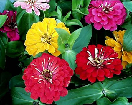 今日の言葉：ゲーテ