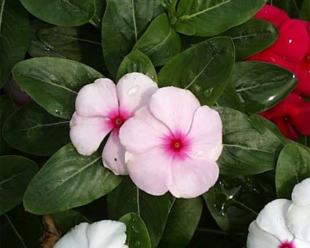 今日の言葉：オードリー・ヘップバーン