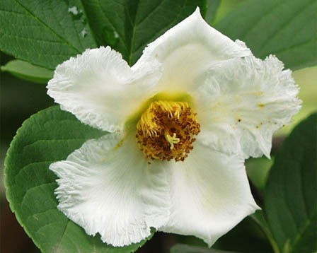 今日の言葉：オスカーワイルド