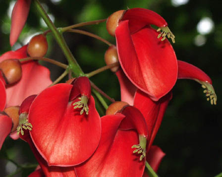 今日の言葉：ヘレンケラー