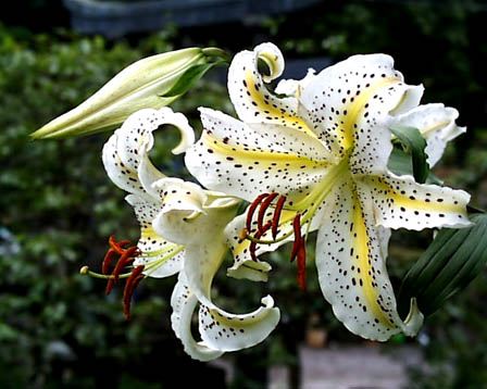 今日の言葉：ジョセフ・マーフィー