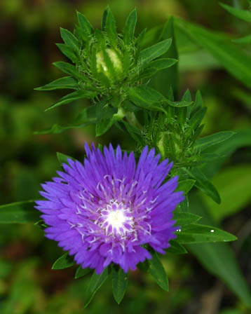 今日の言葉：アレックス・ロビラ