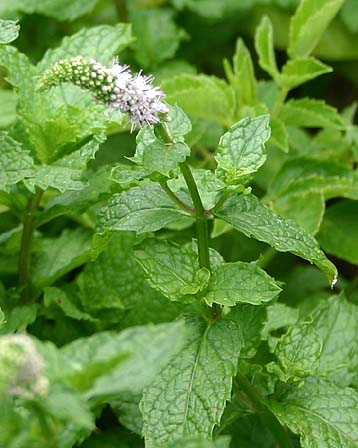 今日の言葉：ルソー