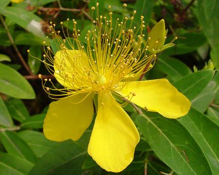 今日の言葉：斉藤茂太