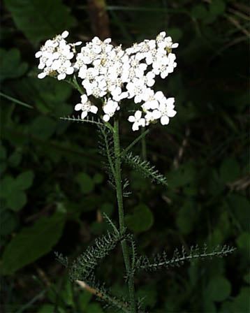 今日の言葉：エレノアルーズベルト