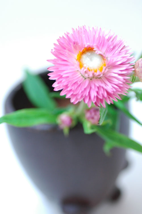 今日の言葉：スティーブジョブズ