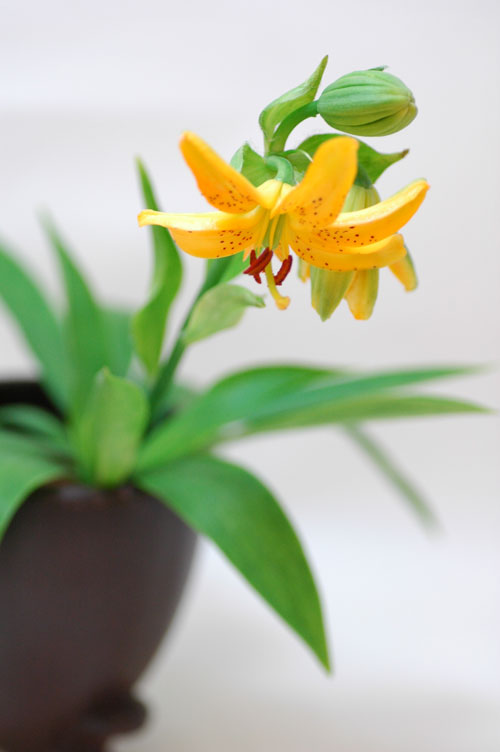 今日の言葉：夏目漱石