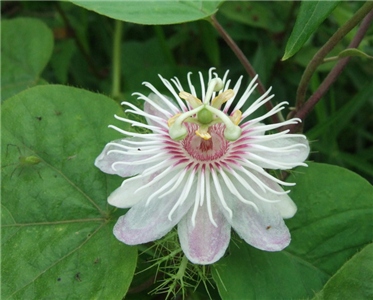 今日の言葉：斉藤茂太