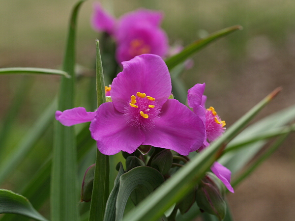 今日の言葉：ピートハミル