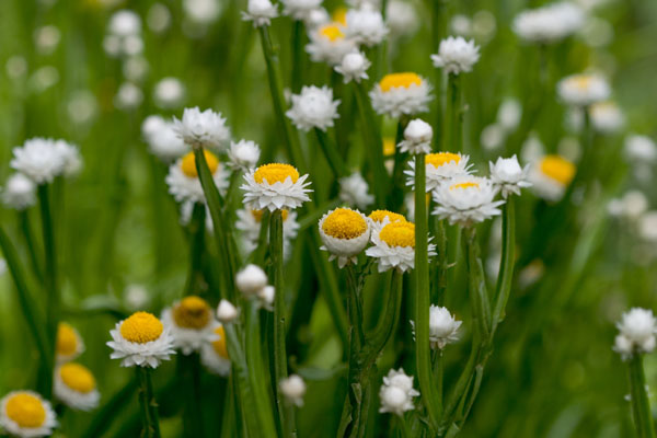 今日の言葉：斉藤茂太