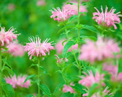 今日の言葉：トーマス・エジソン