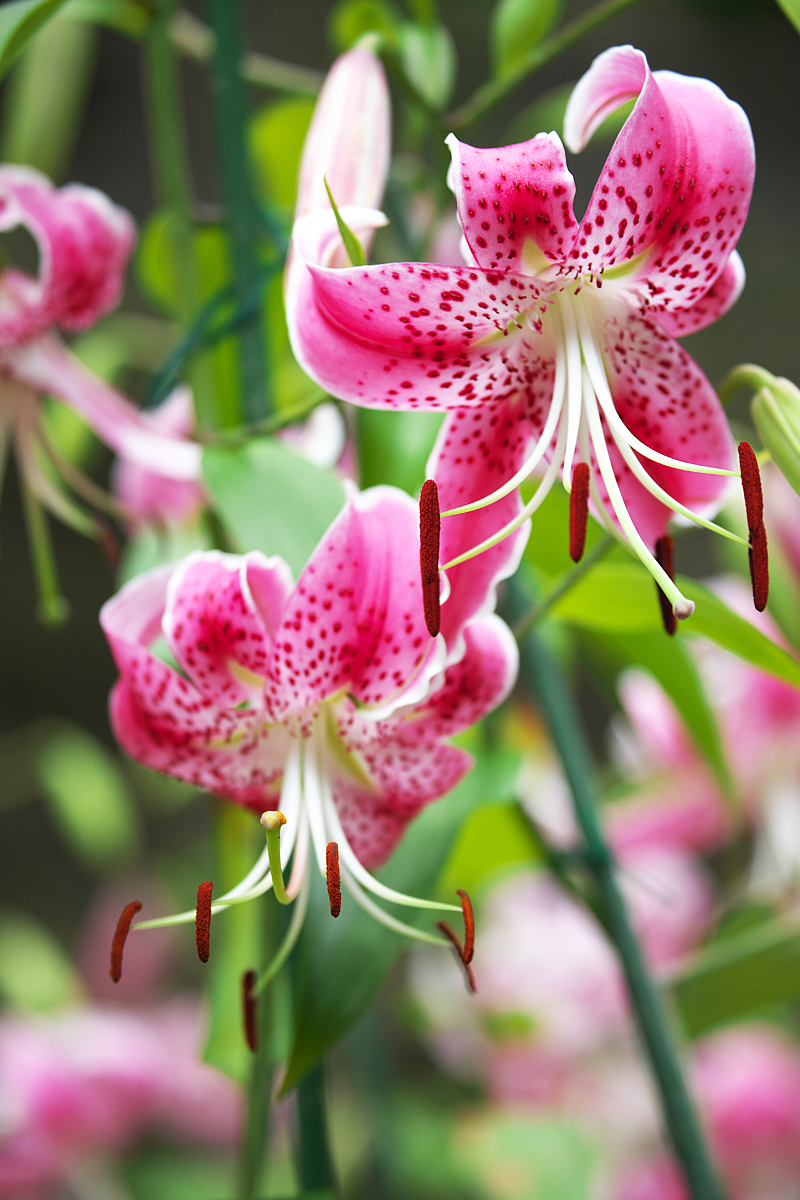 今日の名言：ヘレンケラー