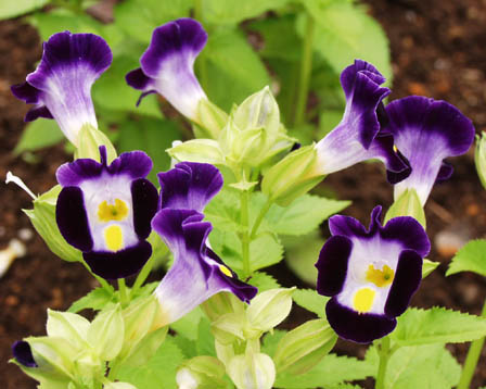 今日の言葉：アンソニーロビンズ