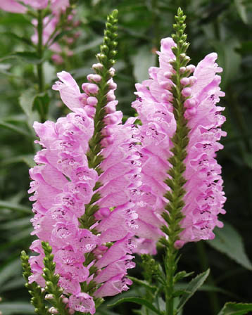 今日の言葉：藤原東演