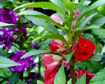 今日の言葉：ナイチンゲール