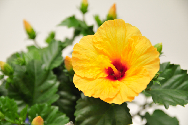 今日の言葉：メアリ・ジョンストン