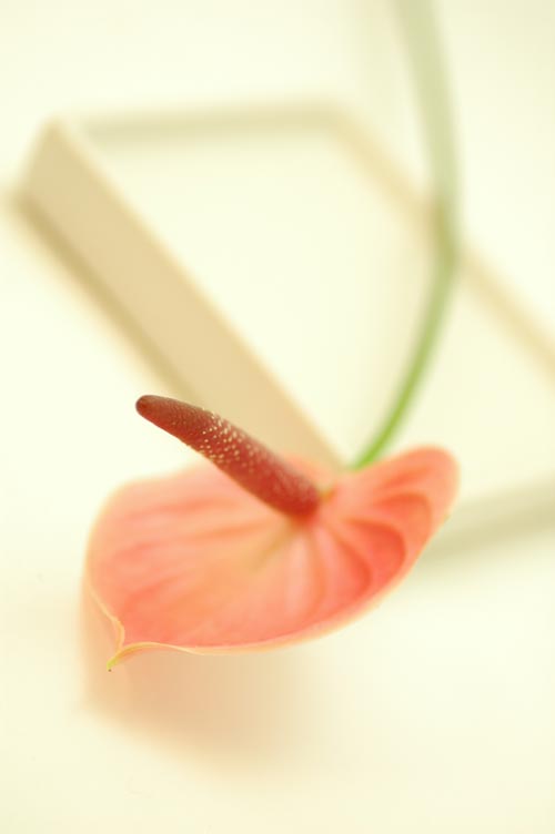 今日の言葉：デール・カーネギー