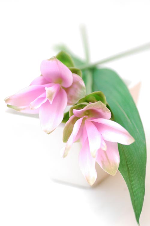 今日の言葉：津田梅子