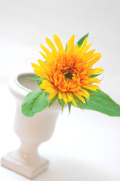 今日の言葉：イチロー