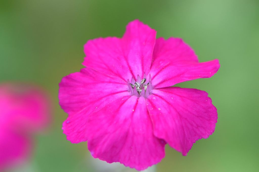 今日の言葉：ゲーテ