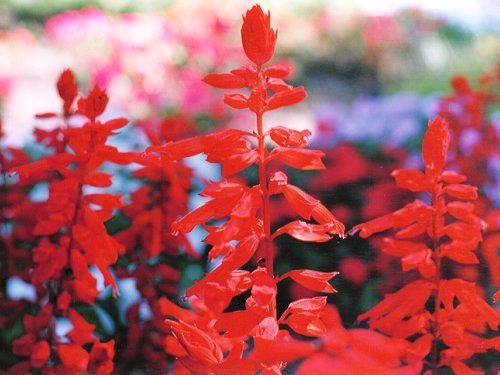 今日の言葉：ドストエフスキー