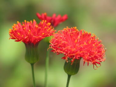 今日の言葉：手塚治虫
