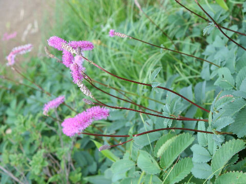 今日の言葉：松下幸之助