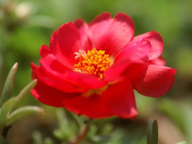 今日の言葉：野村克也