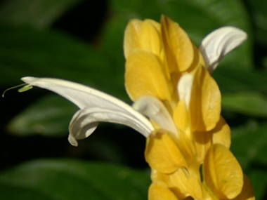 今日の言葉：福沢諭吉