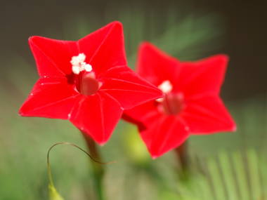 今日の言葉：手塚治虫