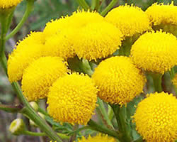 今日の言葉：スペインのことわざ