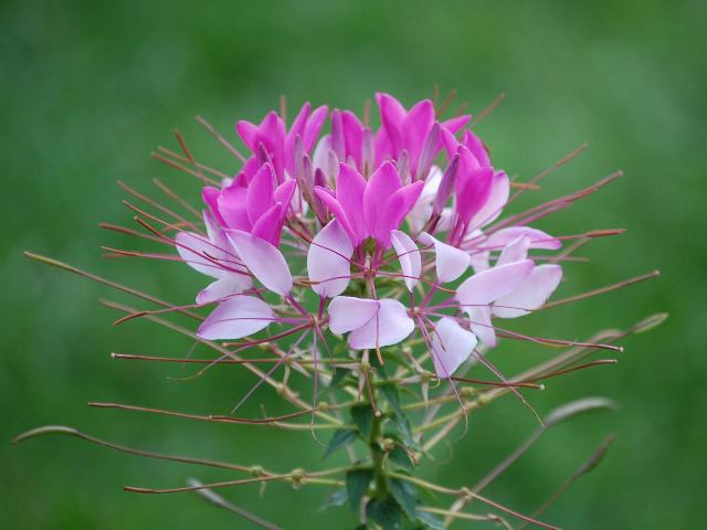 今日の言葉：ドイツのことわざ