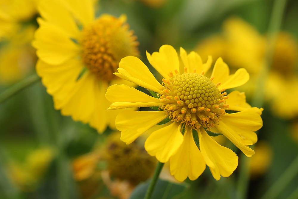 今日の言葉：スーザン・サマーズ