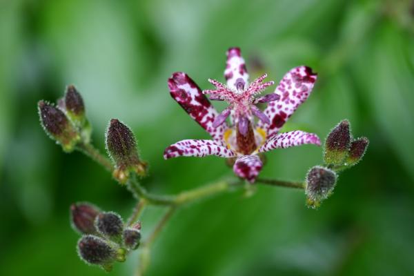 今日の言葉：ゲーテ