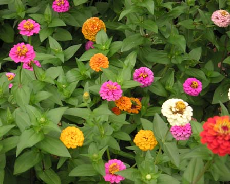 今日の言葉：イタリアのことわざ