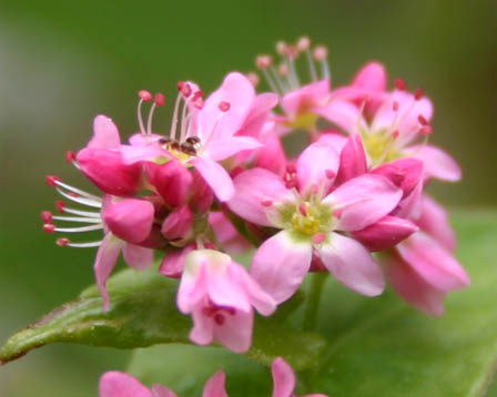 今日の言葉：ヘレンケラー