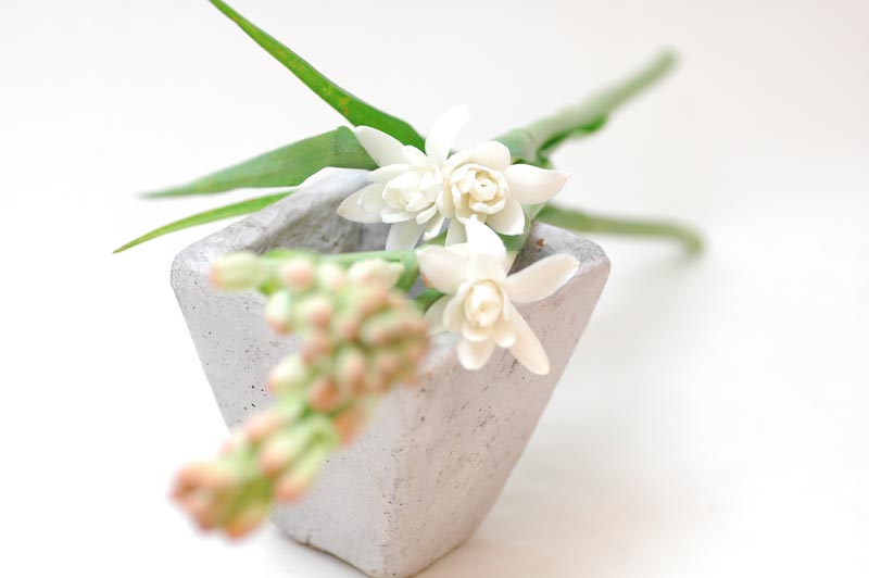 今日の言葉：野村克也