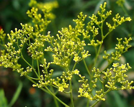 今日の言葉：美輪明宏